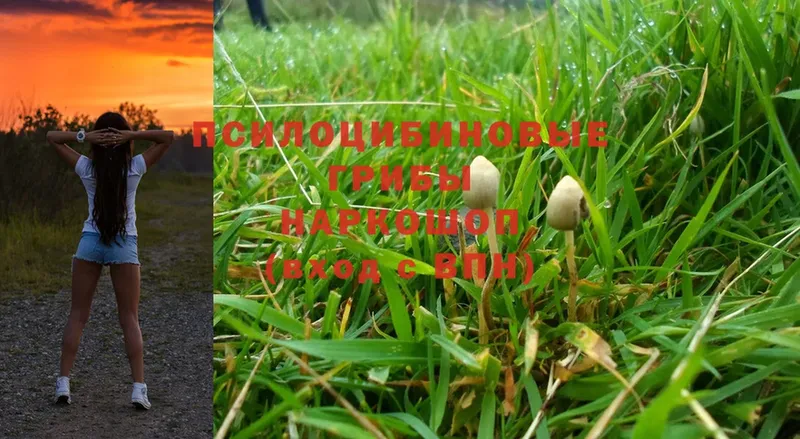 Псилоцибиновые грибы Magic Shrooms  Багратионовск 